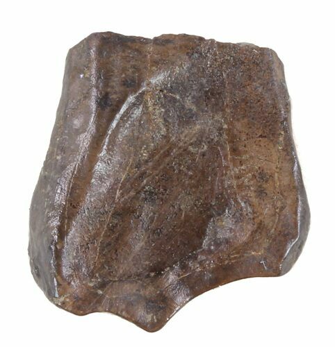 Triceratops Shed Tooth - Montana #60624